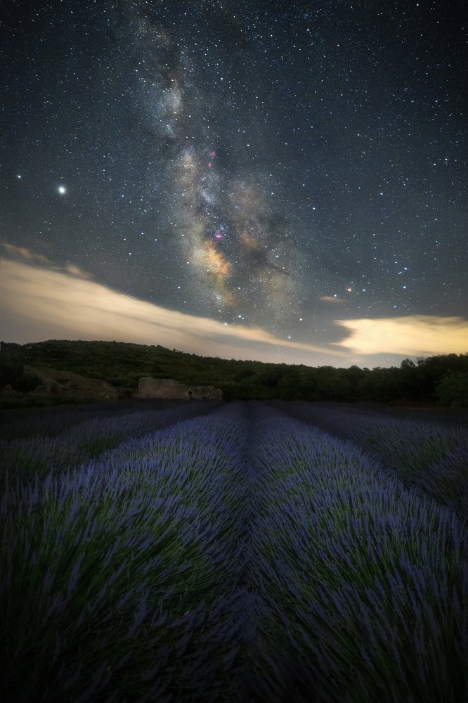 Lavanda sotto le stelle