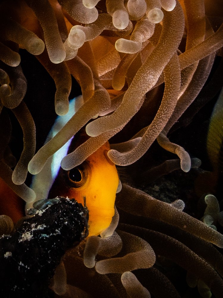 Photograph by Alexander Plakida