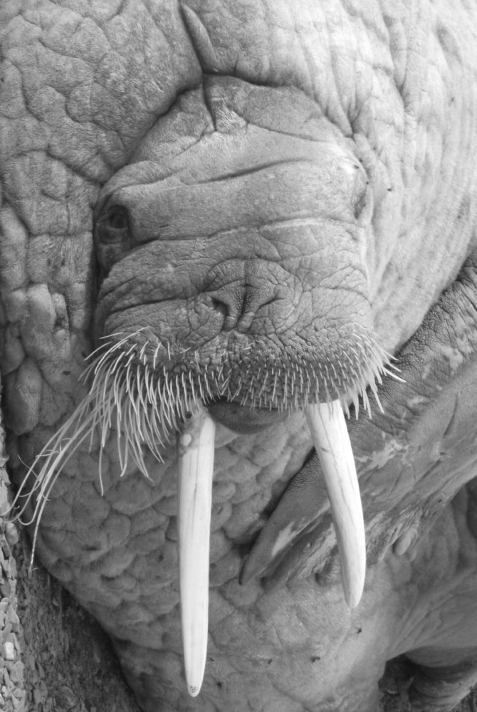 Photograph by Maksym Kolenkov