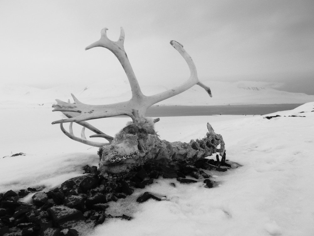 Photograph by Maksym Kolenkov