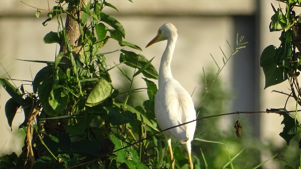 Photograph by Junior rafael Rodriguez enrique