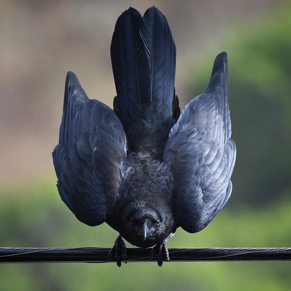 Фотография автора Mansoor Heydaryan