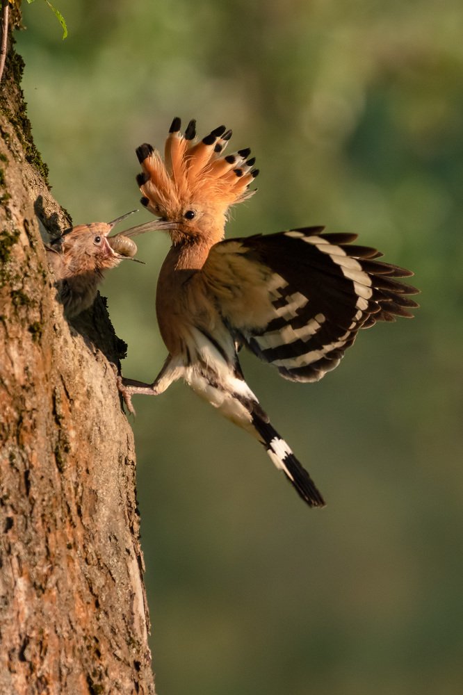 Photograph by Daniel Donaták