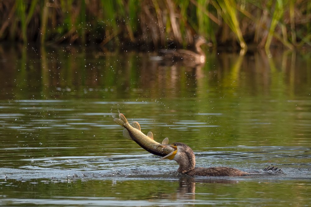 Photograph by Daniel Donaták
