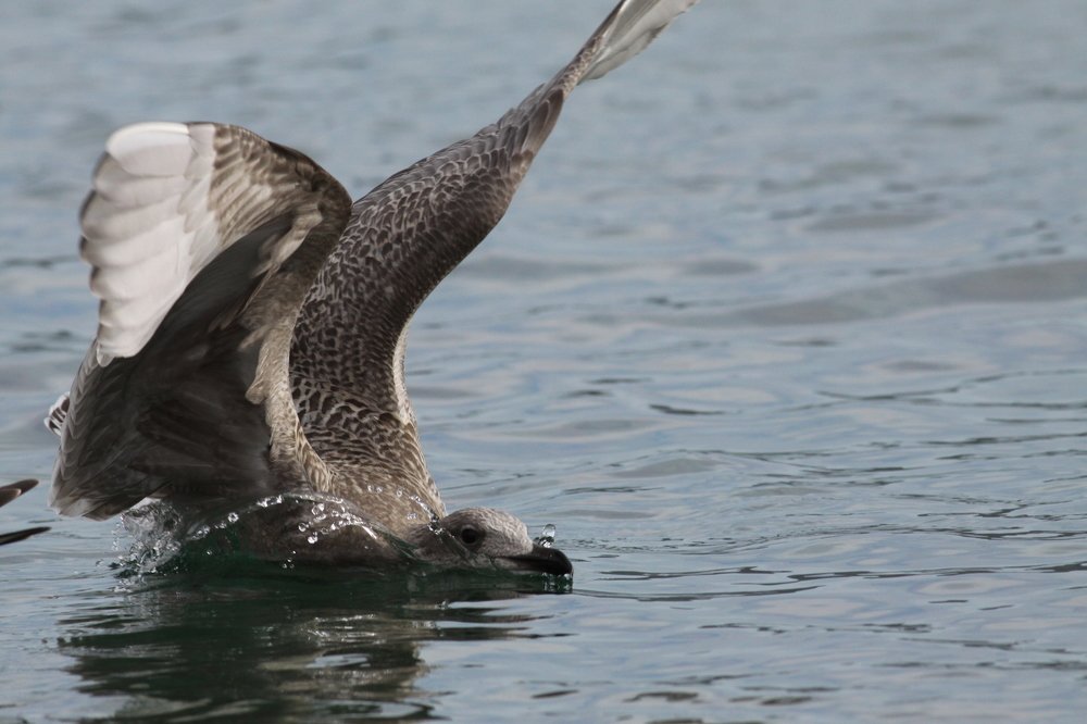 Photograph by Vladimir