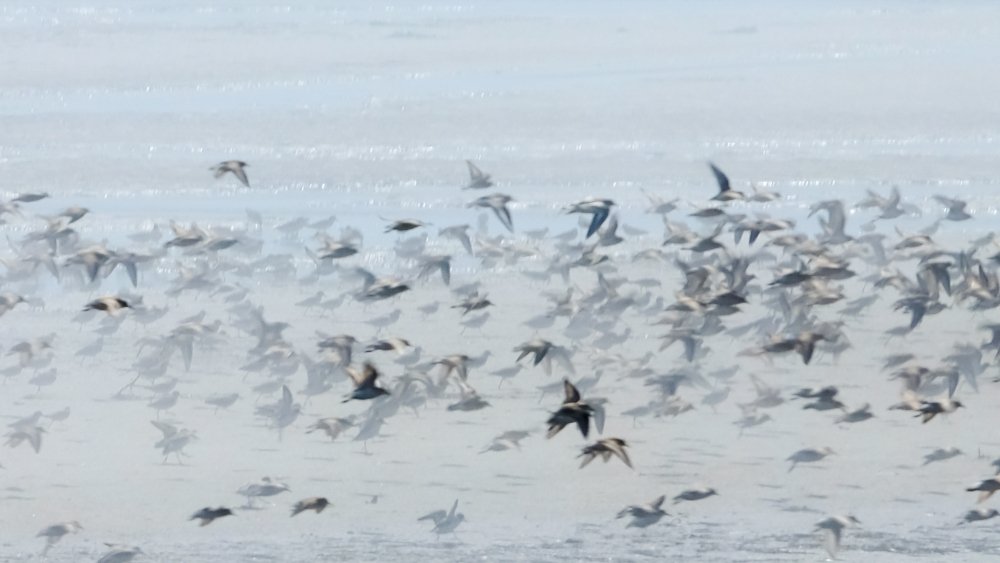 Flight of birds in a fog