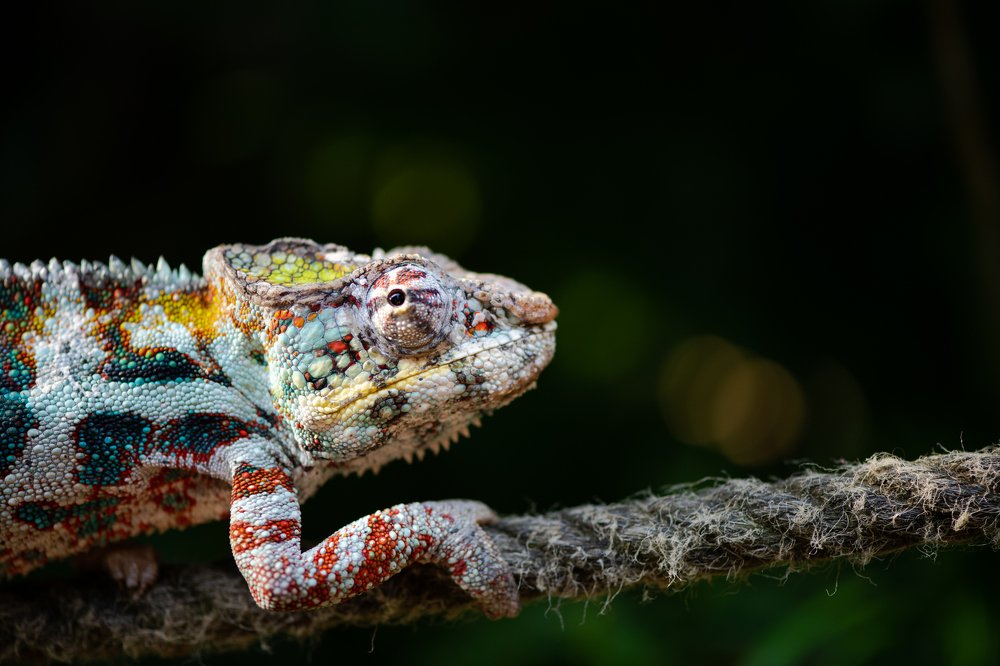 Dancing on the rope with colors