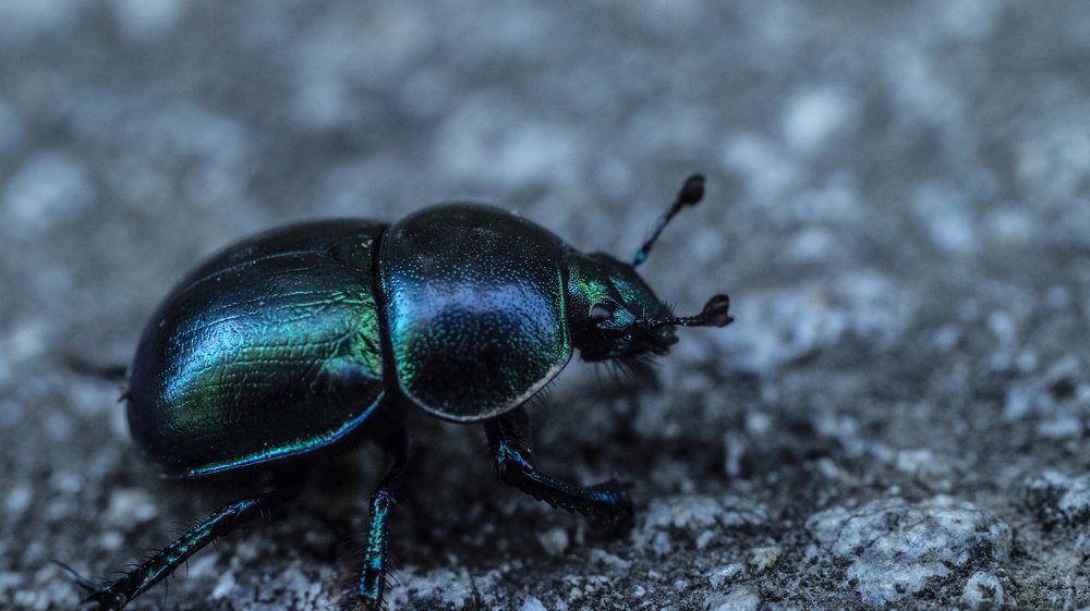 Photograph by Sveto Mamlic