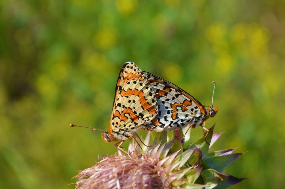 Летние создания