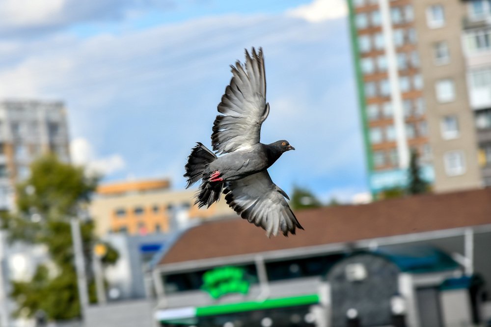 Photograph by Михаил Петрик