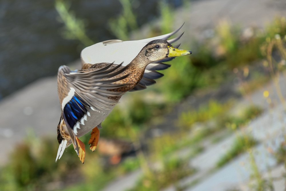 Photograph by Михаил Петрик