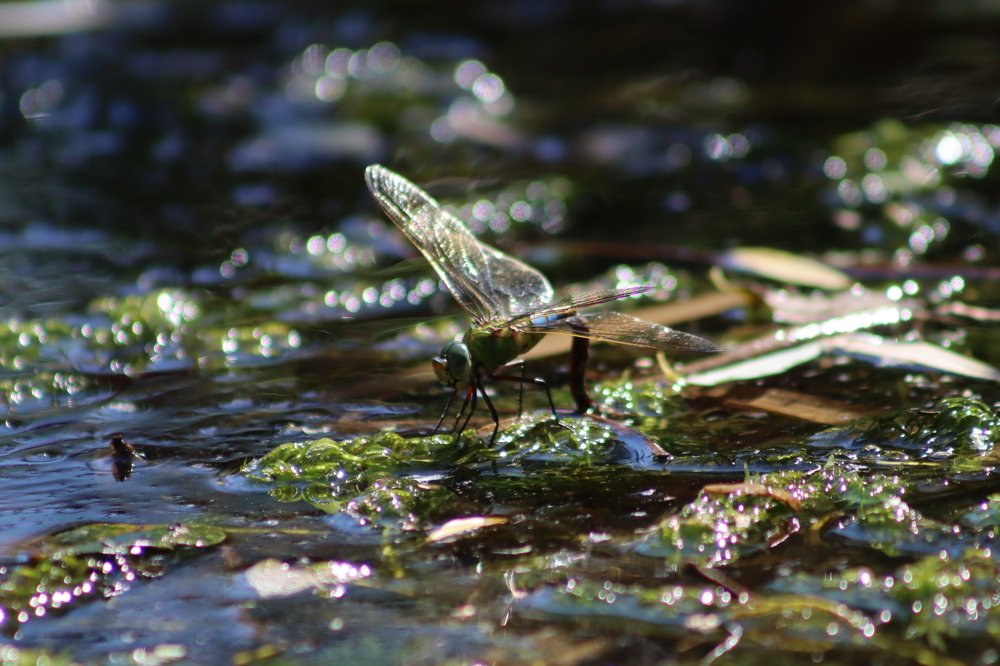 Photograph by José António Garcia Ferreira de Almeida