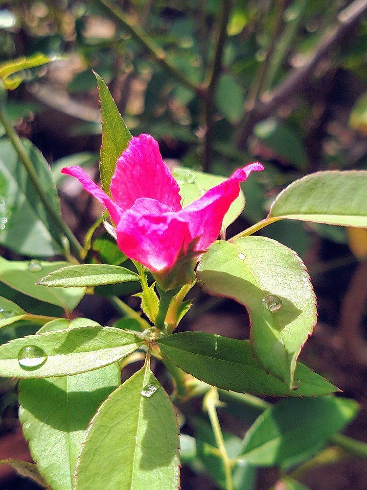 Photograph by SOUTAM PAL
