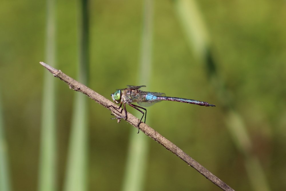 Photograph by José António Garcia Ferreira de Almeida