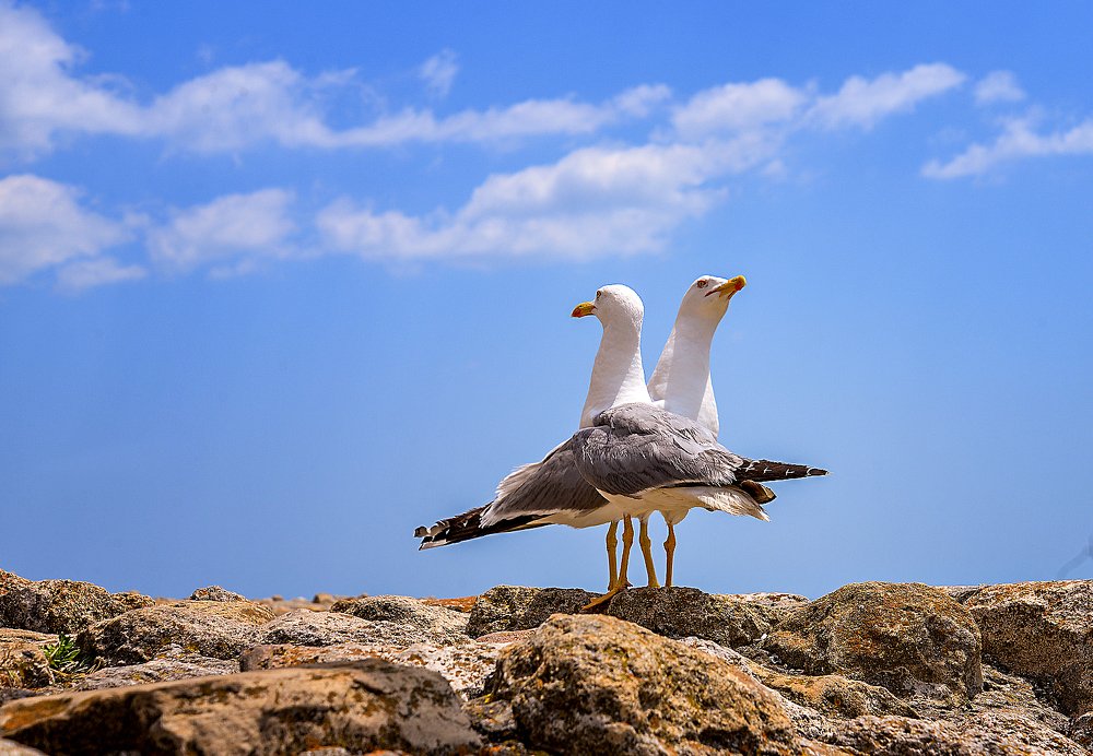 Photograph by Александр Шипиленко