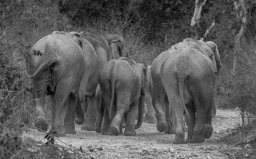 Photograph by Pramathesh Saha