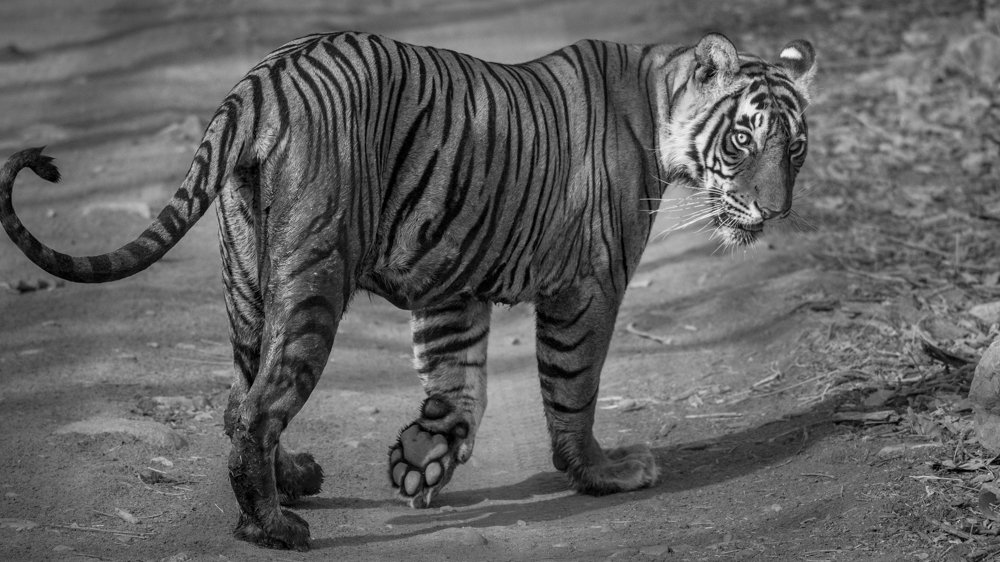 Photograph by Pramathesh Saha
