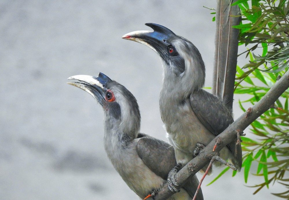 Indian Gray hornbill pair