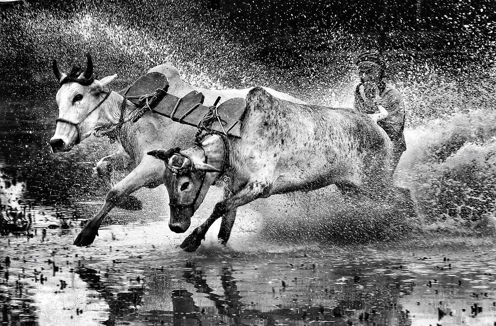 Photograph by DIBAKAR ROY