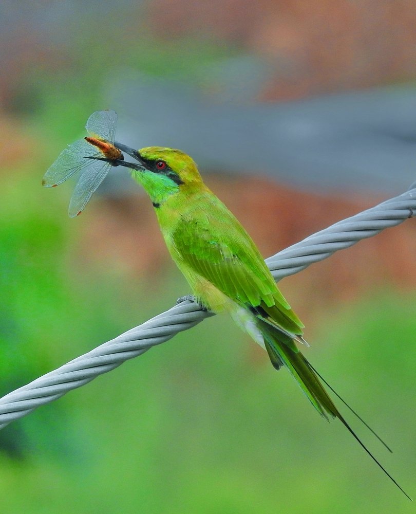 Green bee eater with dragonfly catch