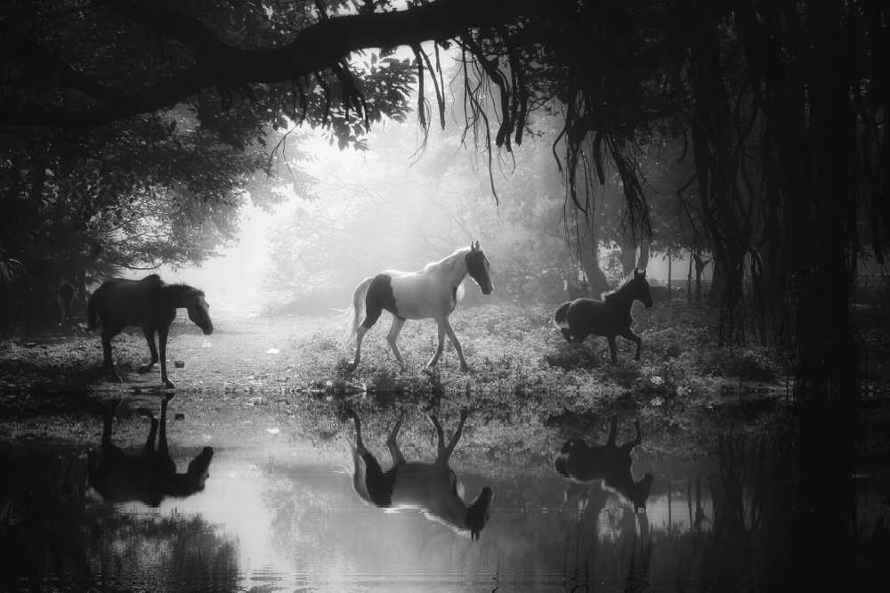 Photograph by DIBAKAR ROY