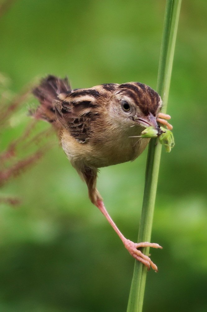Photograph by DIBAKAR ROY