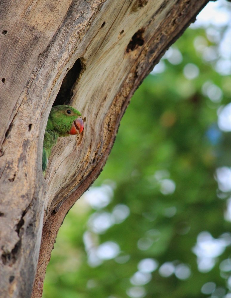 Rose ring parakeet juvenile