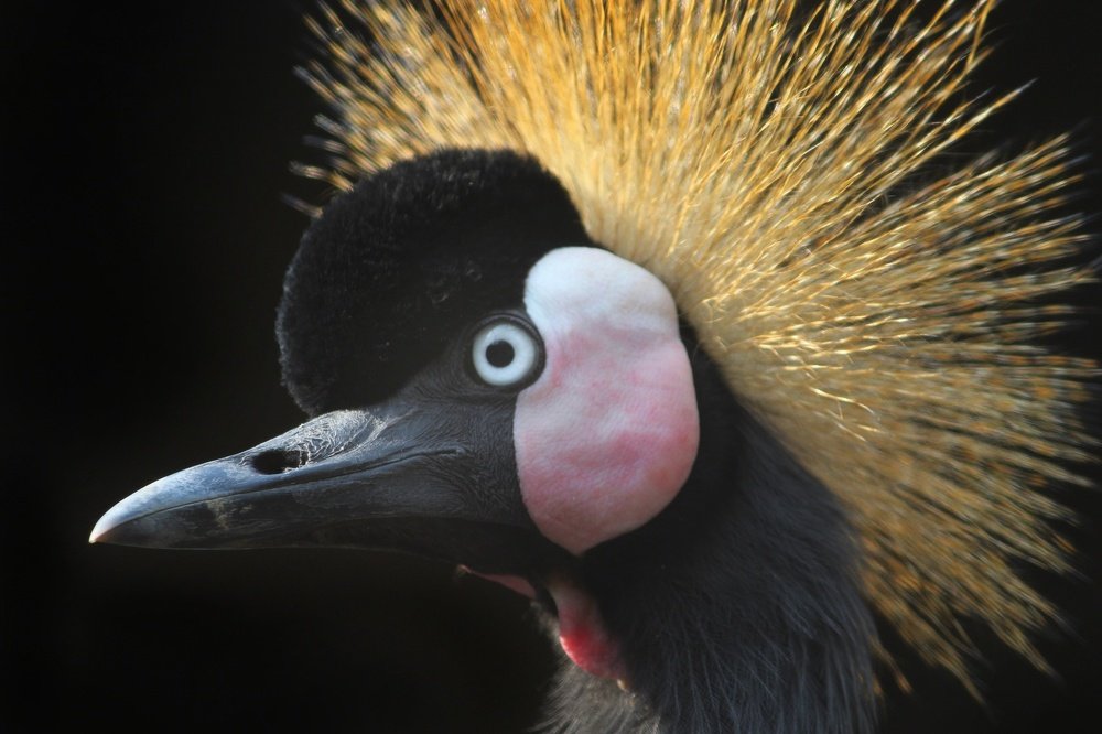 Photograph by DIBAKAR ROY