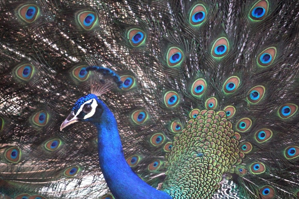 Photograph by DIBAKAR ROY