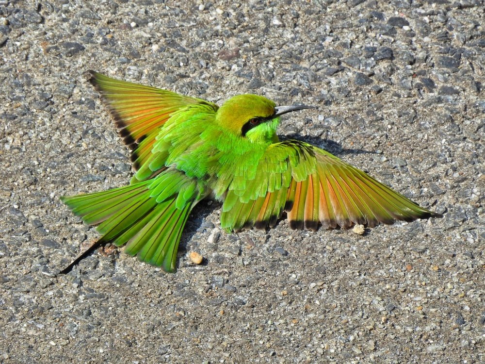 Green bee eater sand bath