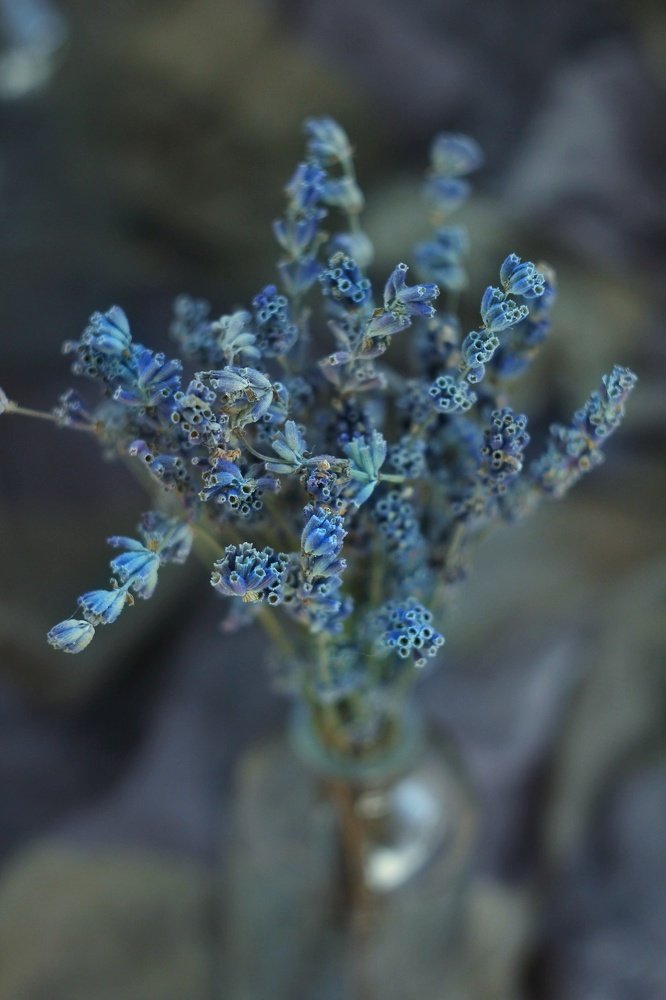 Лавандовое настроение