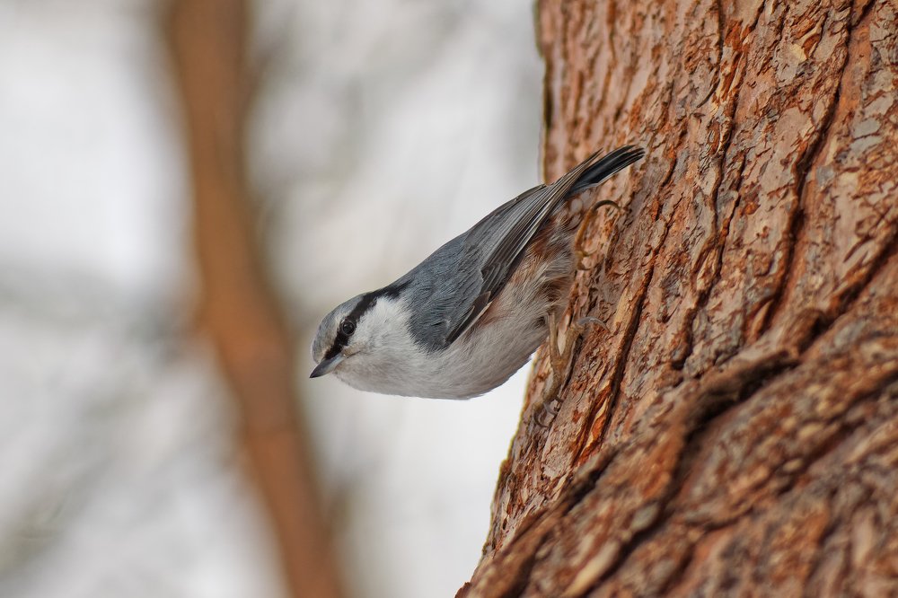 Photograph by Анатолий Калмыков
