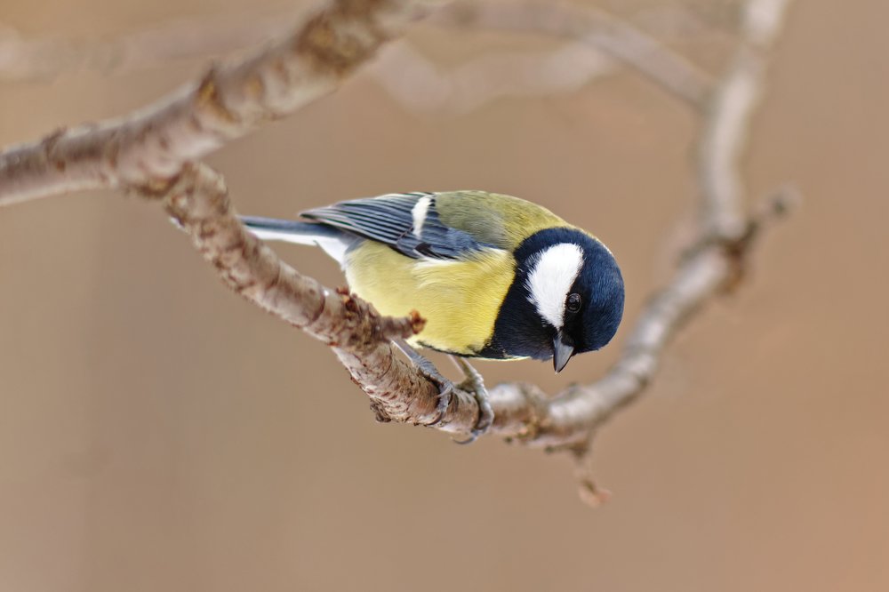 Photograph by Анатолий Калмыков