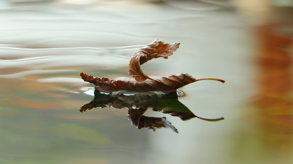 Magic ship - leaves.