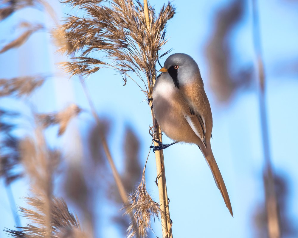 Сэр Генри Баскервиль.