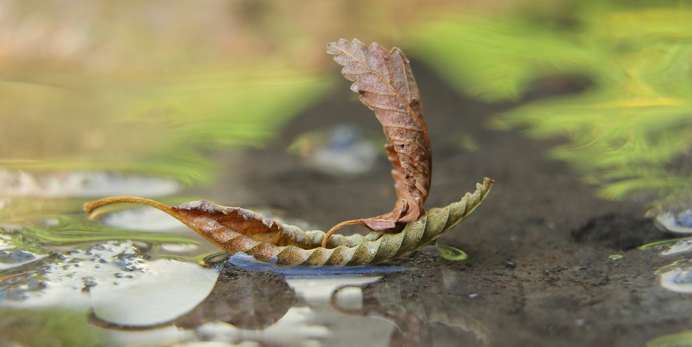 Magic ship - leaves.