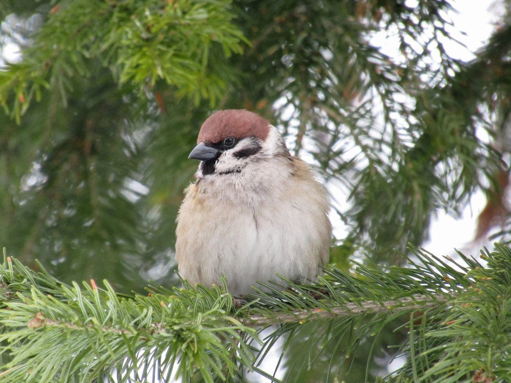 Воробьишко