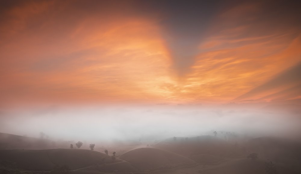 Dawn and dew on tea hills