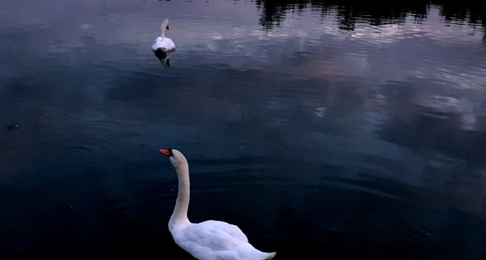 Photograph by Алина Веремеенко