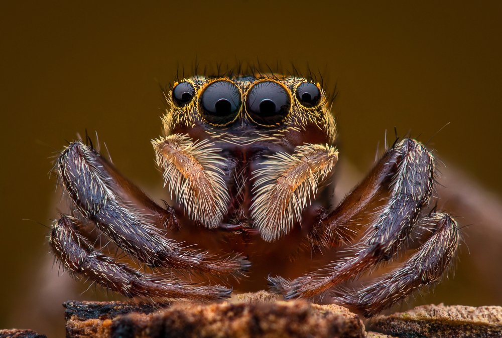 Photograph by Su Vun Lee