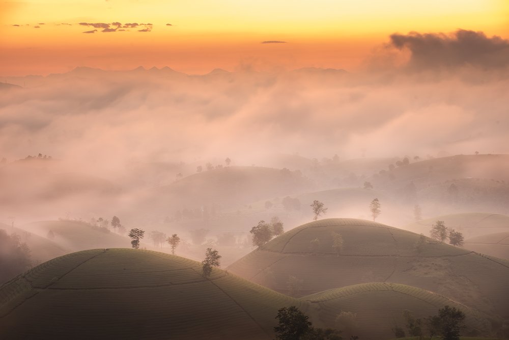 Đồi Chè Long Cốc