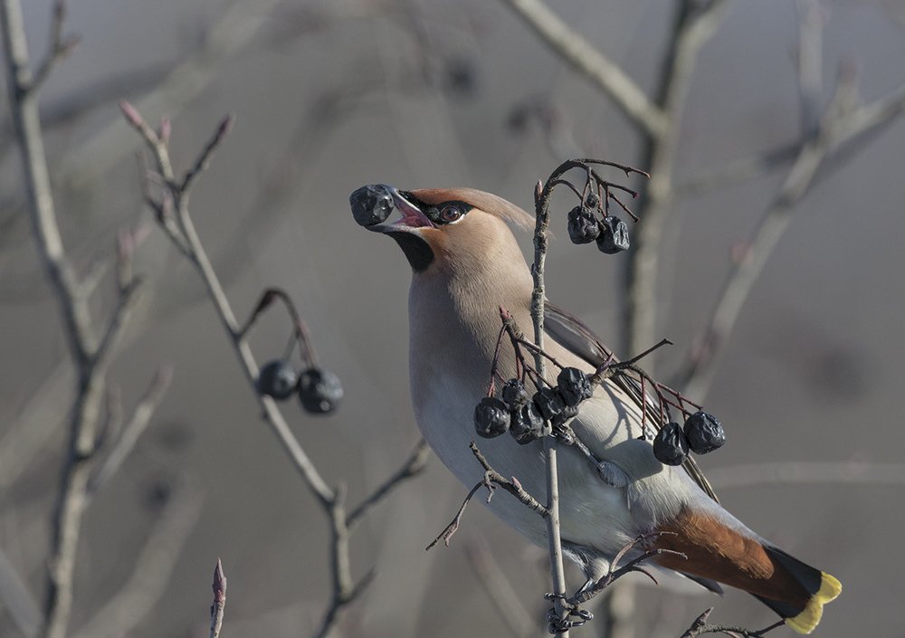 Фотография автора Анатолий Макоедов