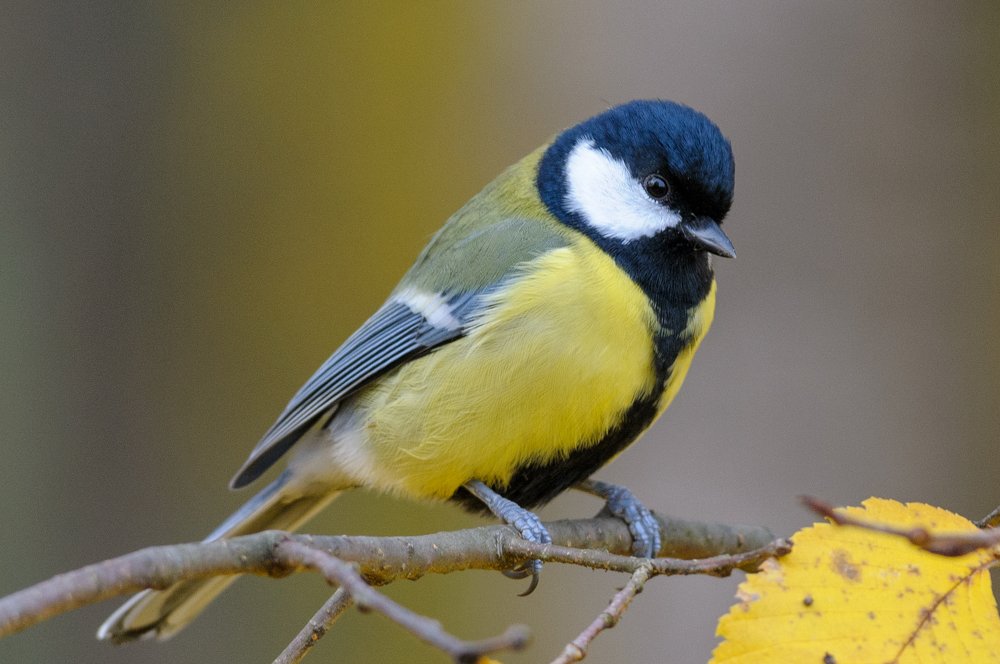 Tomtit_Autumn