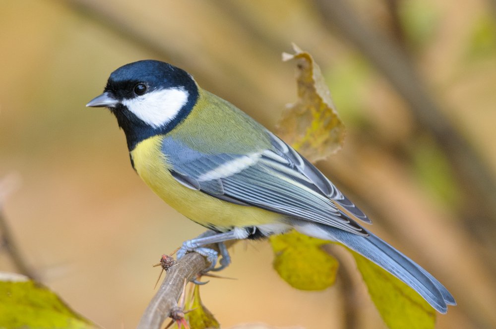 Tomtit_Autumn