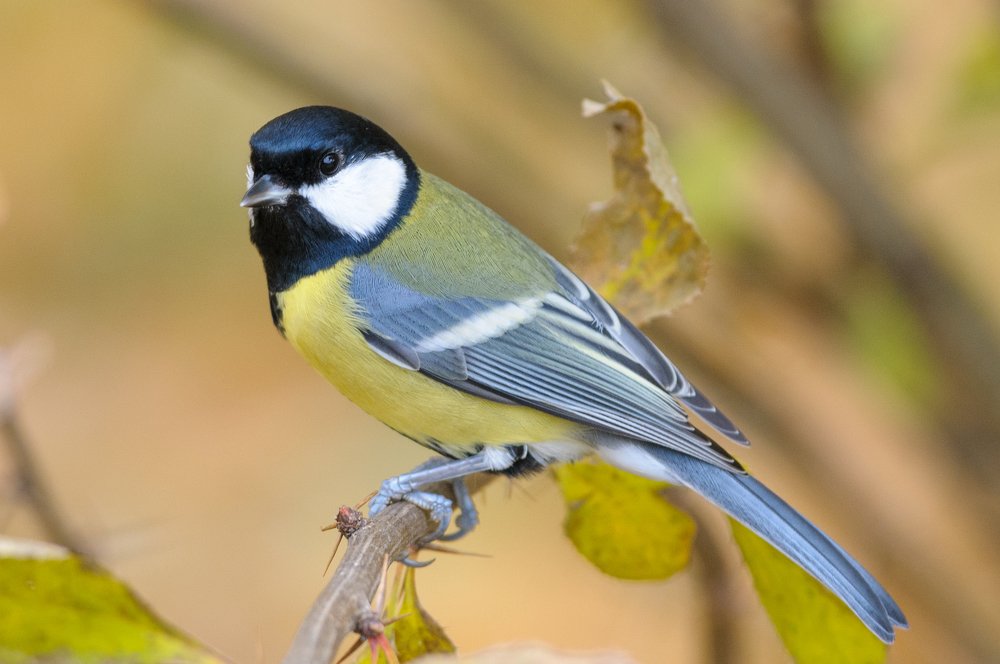 Tomtit_Autumn
