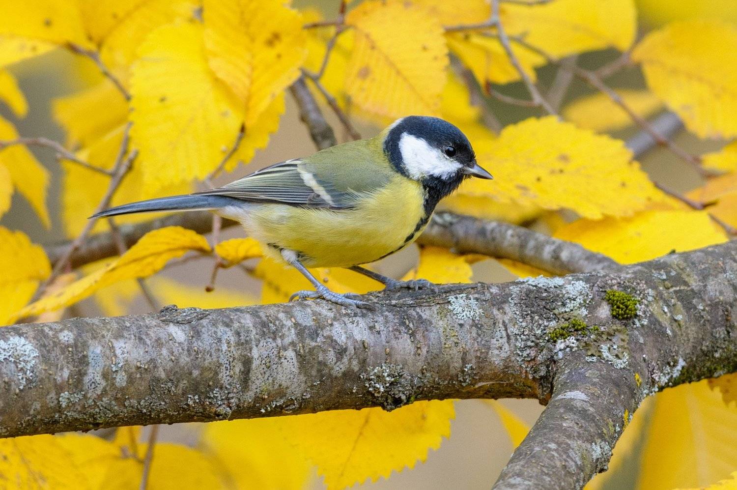 Tomtit_Autumn
