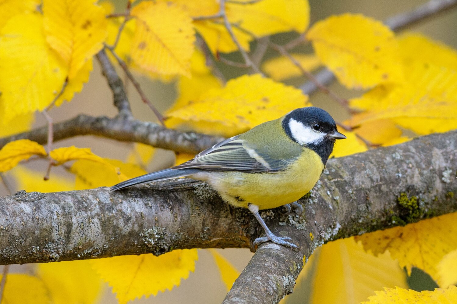 Tomtit_Autumn