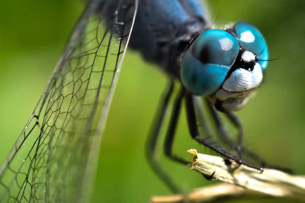 Chalky percher(Diplacodes sp.)