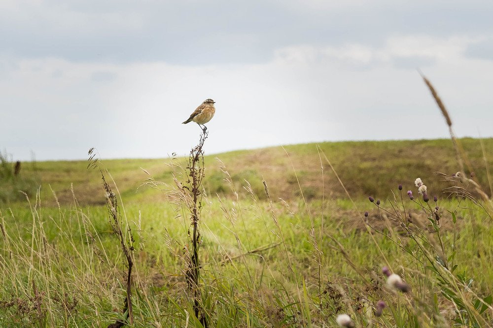 Photograph by Ирина Решетникова