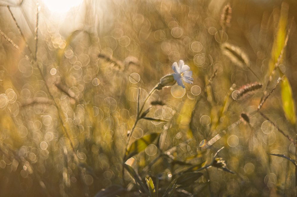 Photograph by Ferenc Zsolt Lőrincz
